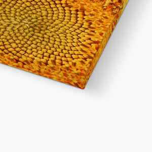 Sun flower 1