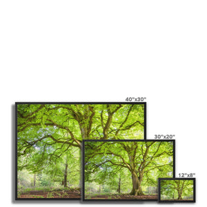 Emerald canopy forest scene
