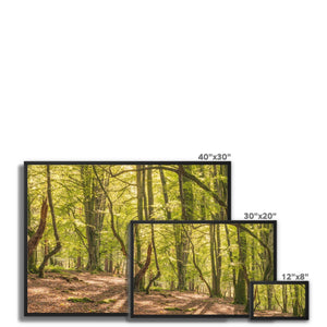 Deep forest shadows
