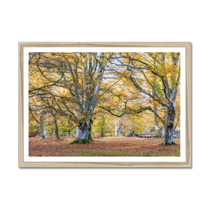 Autumn Beeches