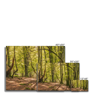 Deep forest shadows