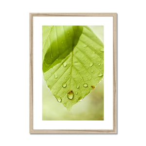 Leaf droplets 5
