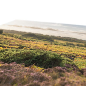 Holm Hill Heather