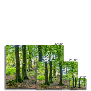 Spring Beeches