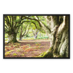 Wise old beeches
