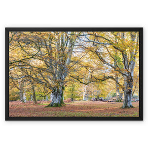 Autumn Beeches