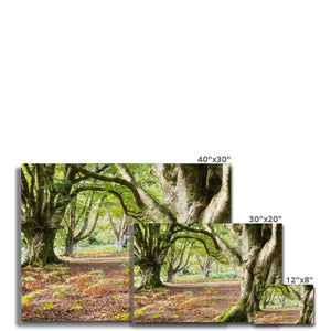 Wise old beeches