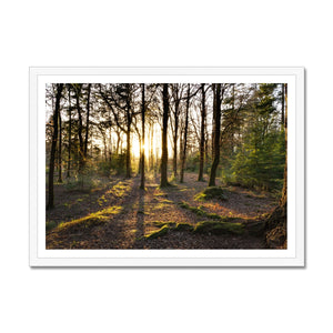 Evening forest sun