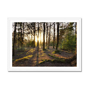 Rhinefield sun Framed Print