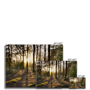 Evening forest sun