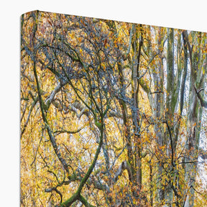 Autumn Beeches