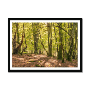 Deep forest shadows