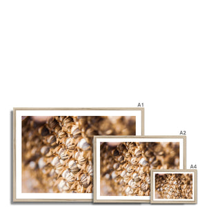 Sun Flower seeds 3
