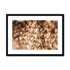 Sun Flower seeds 3