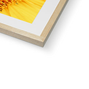 Sun flower 1