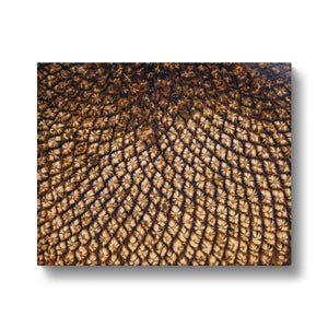 Sun Flower seed pattern