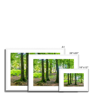 Spring Beeches