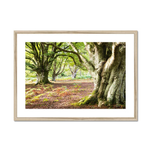 Wise old beeches