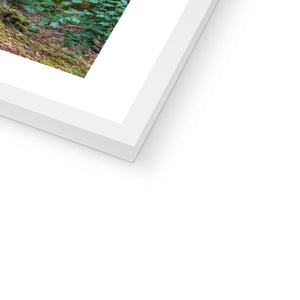 Deep forest landscape