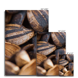 Sun Flower seeds shells 2