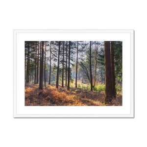 Shadows of the pines