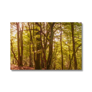 In the Shadow of Trees