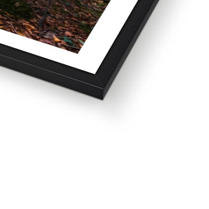 Tranquil autumn woodland