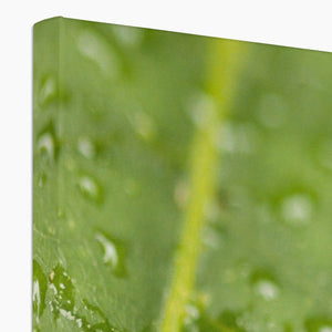 Leaf droplets 2