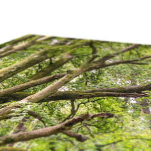 Green forest landscape