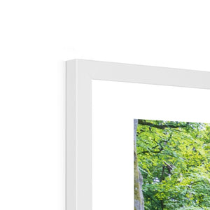 Deep forest landscape