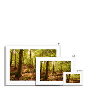 Serene Forest