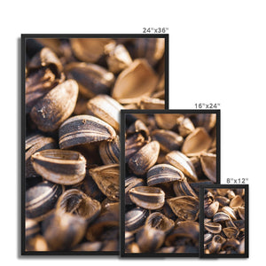 Sun Flower seeds shells