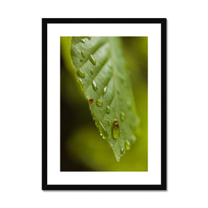 Leaf droplets 3
