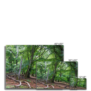 Deep forest landscape