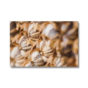 Sun Flower seeds 3