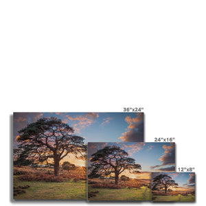 Sunset forest landscape