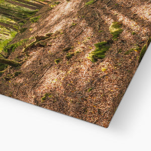 Deep forest shadows