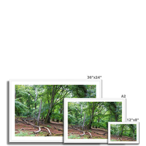 Deep forest landscape