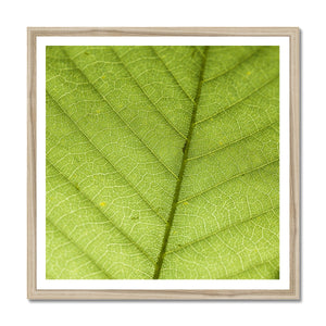Leaf fractal