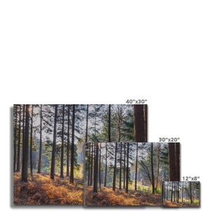 Shadows of the pines