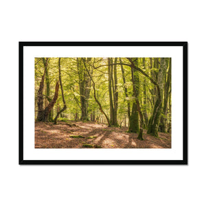 Deep forest shadows