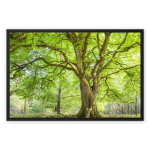 Emerald canopy forest scene