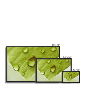Leaf droplets 4