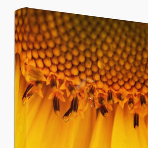 Sun Flower 4
