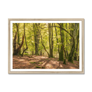 Deep forest shadows