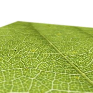 Leaf fractal