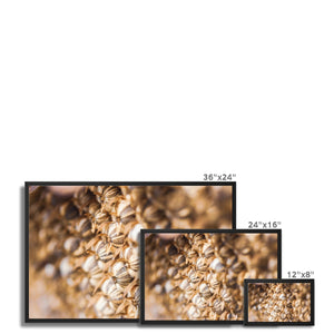 Sun Flower seeds 3
