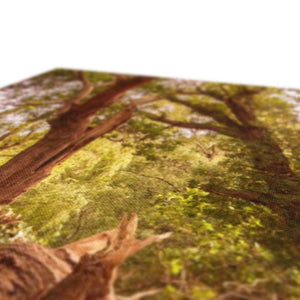 Woodland Wonder
