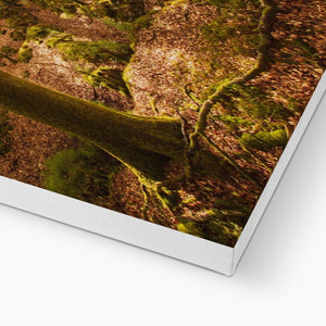 Serene Forest