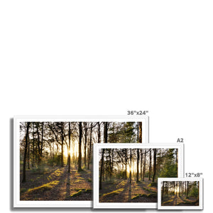 Evening forest sun